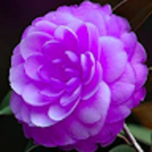 Meet your Posher, Valerie